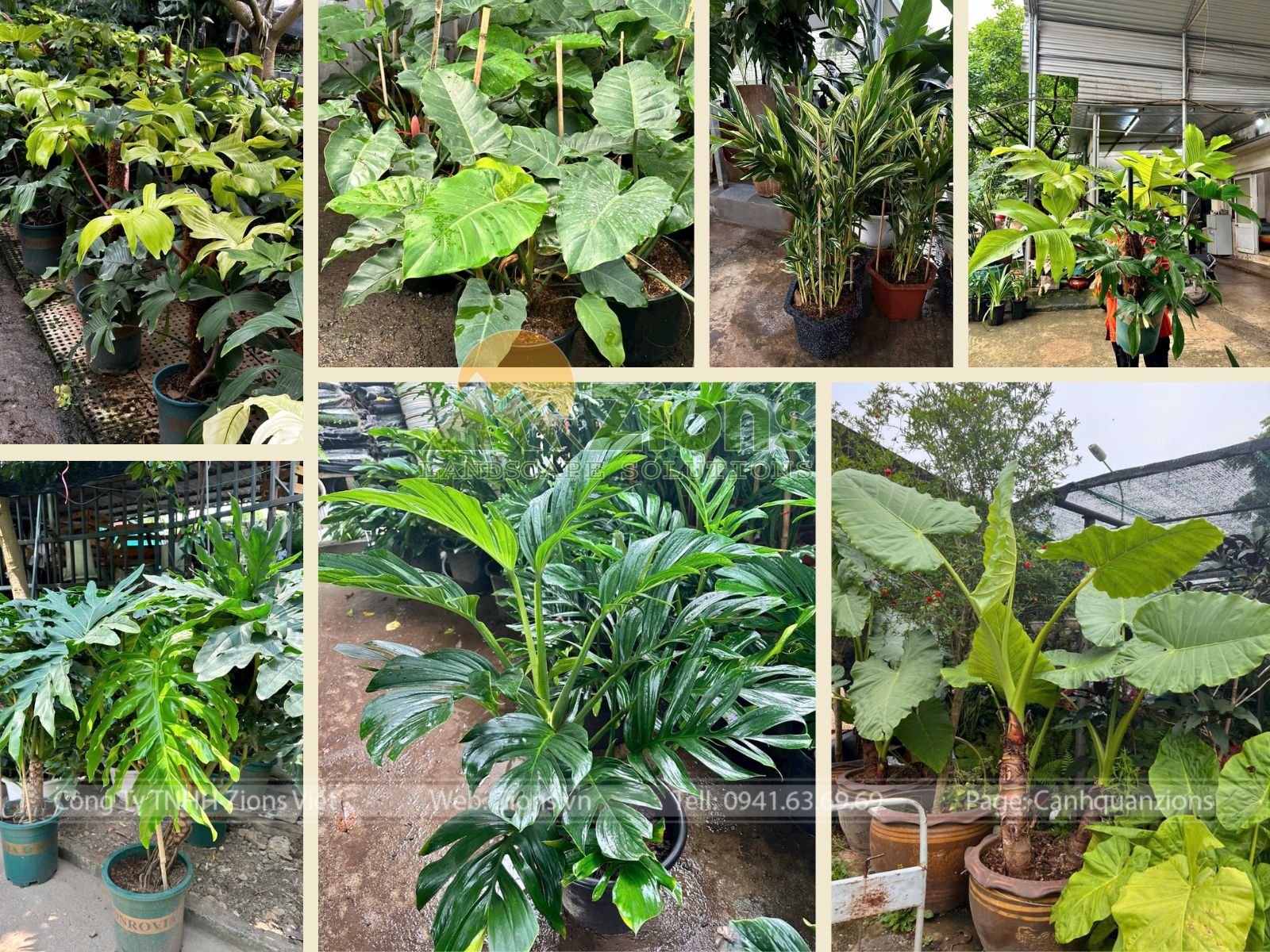 99+ loại cây trồng trong sân vườn nhiệt đới 